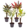 Ministämme -Mix 6 cm Topf, 4er-Set