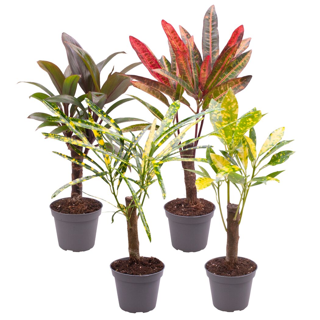 Ministämme -Mix 6 cm Topf, 4er-Set