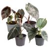 Vier Alocasia-Pflanzen in grauen Töpfen