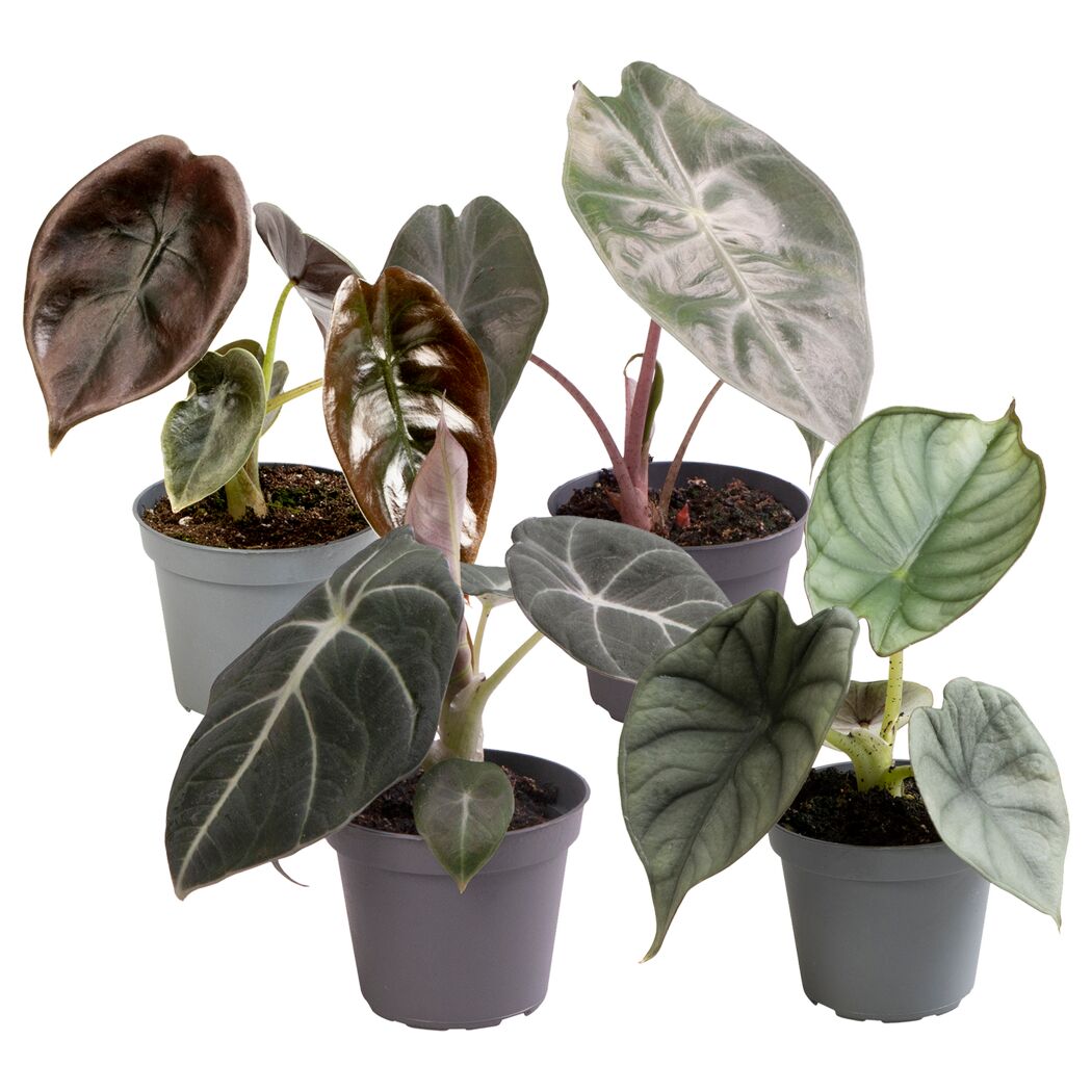 Vier Alocasia-Pflanzen in grauen Töpfen