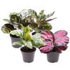 Calathea Korbmarante 4er-Set in grauen Töpfen