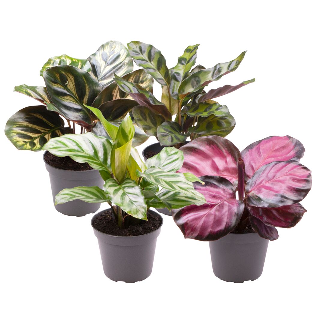 Calathea Korbmarante 4er-Set in grauen Töpfen