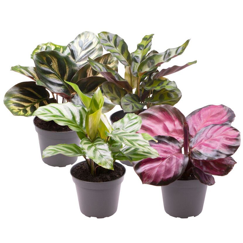 Calathea Korbmarante 4er-Set in grauen Töpfen