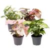 Verschiedene Syngonium-Pflanzen in grauen Töpfen
