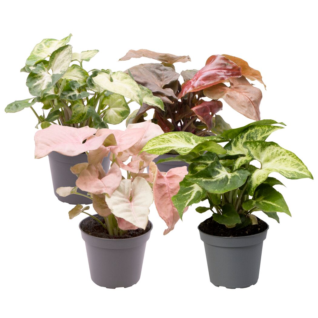 Verschiedene Syngonium-Pflanzen in grauen Töpfen