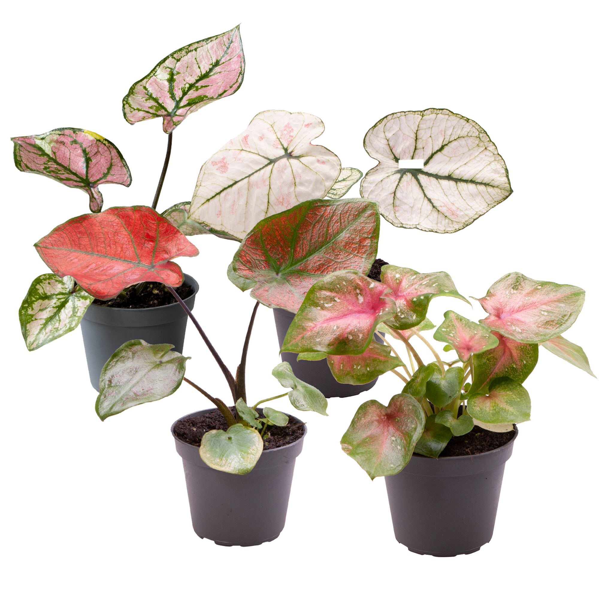 Vier Buntwurz-Pflanzen in Töpfen