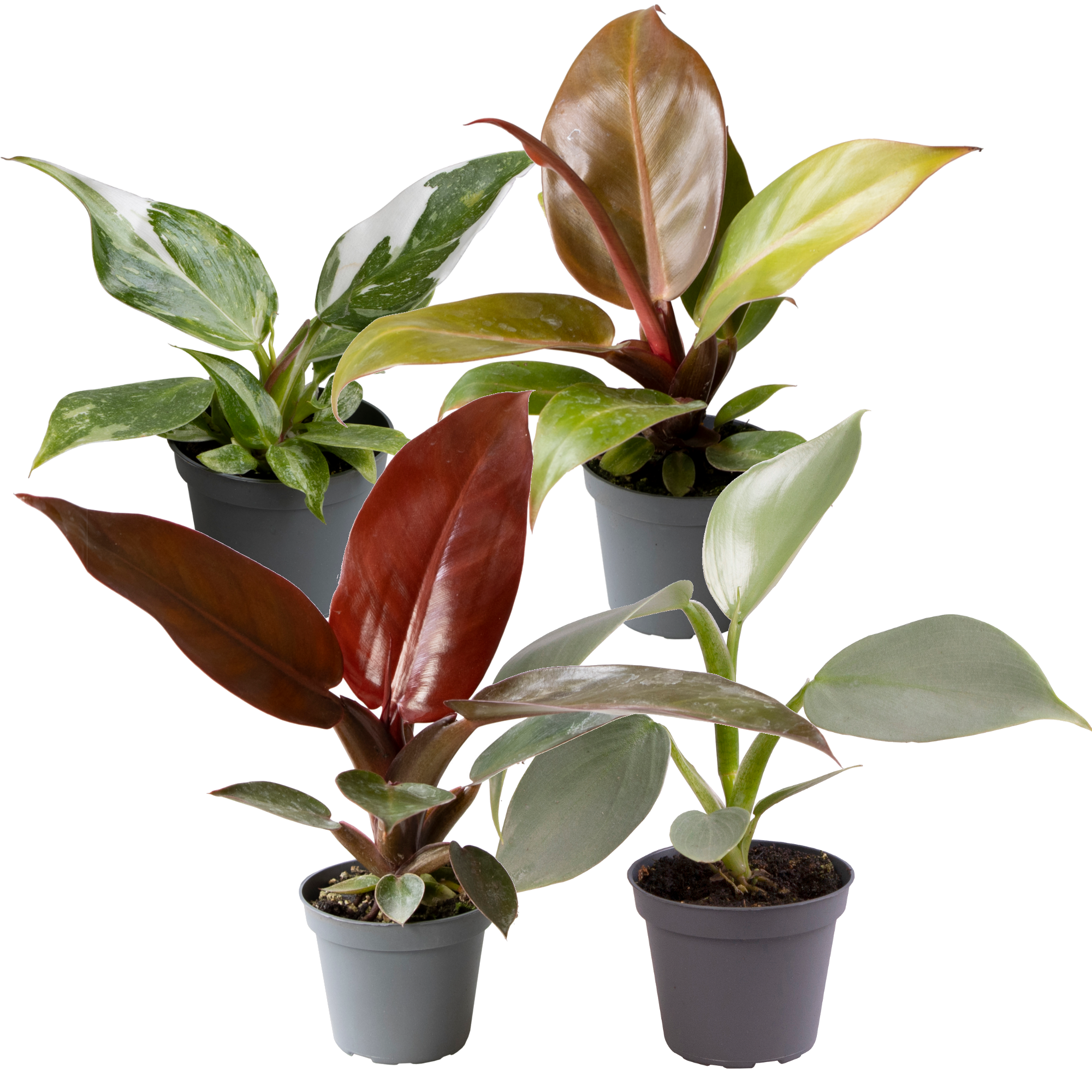 Philodendron Mini-Mix 6 cm Topf, 4er-Set + product picture