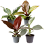 Verkleinertes Bild von Philodendron Mini-Mix 6 cm Topf, 4er-Set