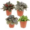 Vier Peperomia-Pflanzen in Töpfen