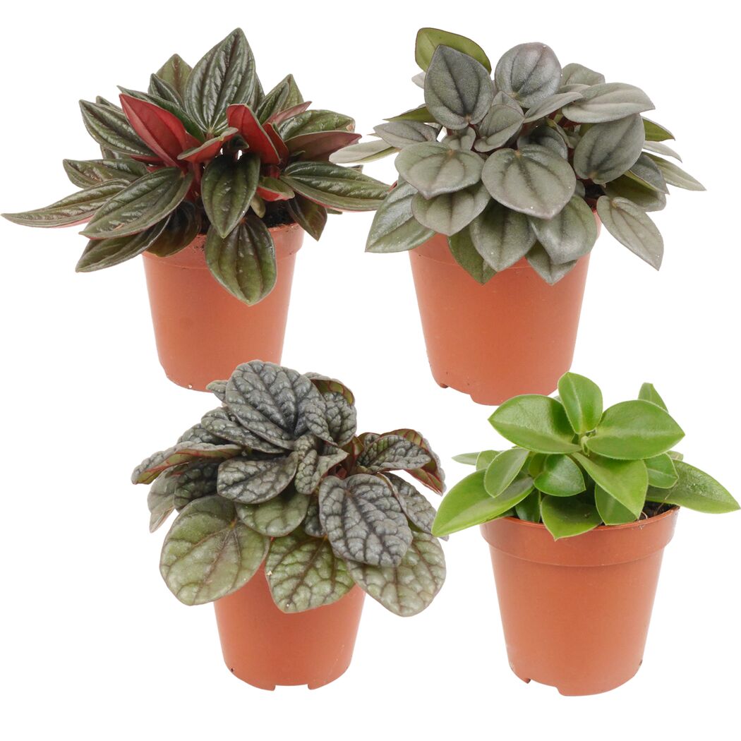 Vier Peperomia-Pflanzen in Töpfen