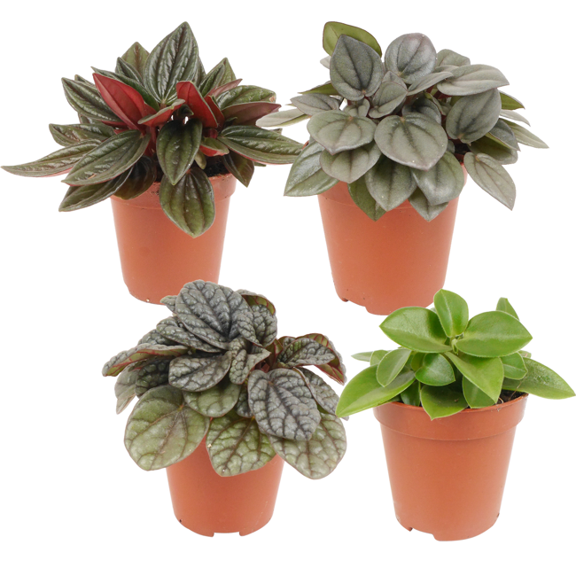 Bild von Peperomia-Mix 6 cm Topf, 4er-Set