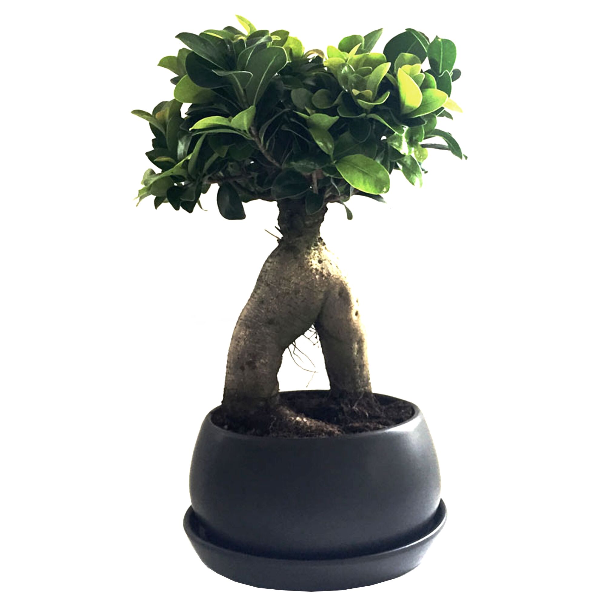 Ginseng-Bonsai in schwarzem Topf