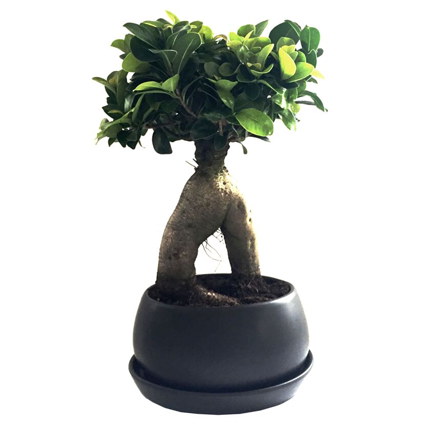 Ginseng-Bonsai in schwarzem Topf