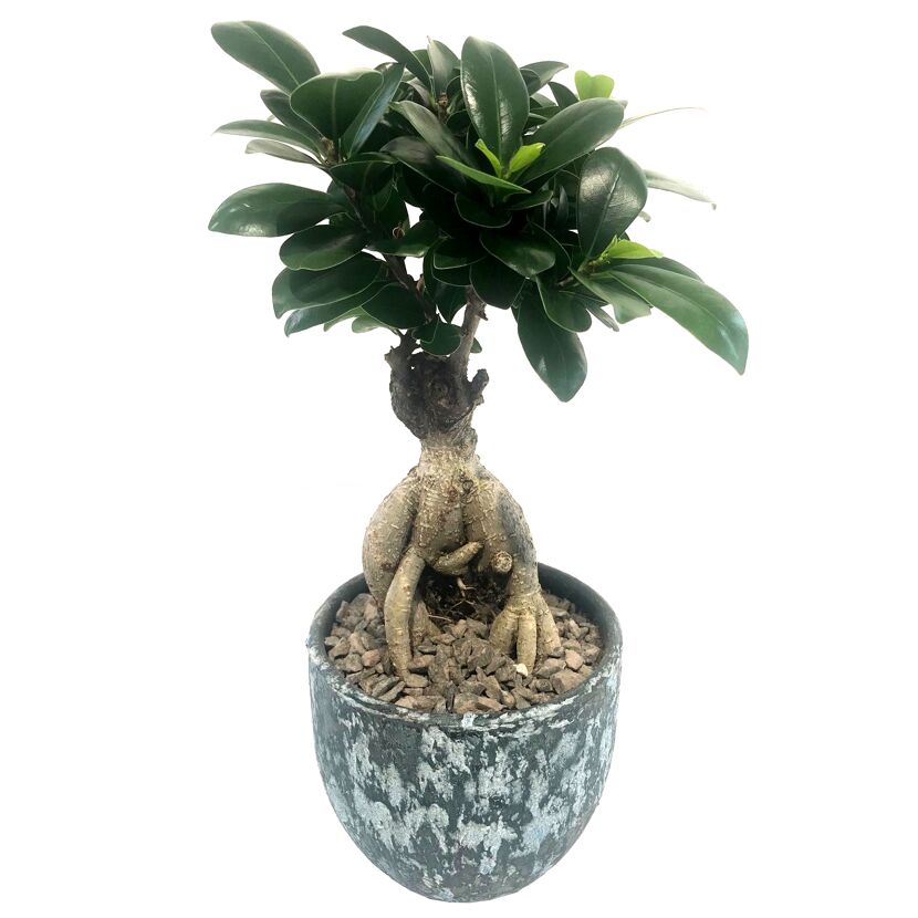 Chinesische Feige Ginseng-Bonsai im grauen Topf