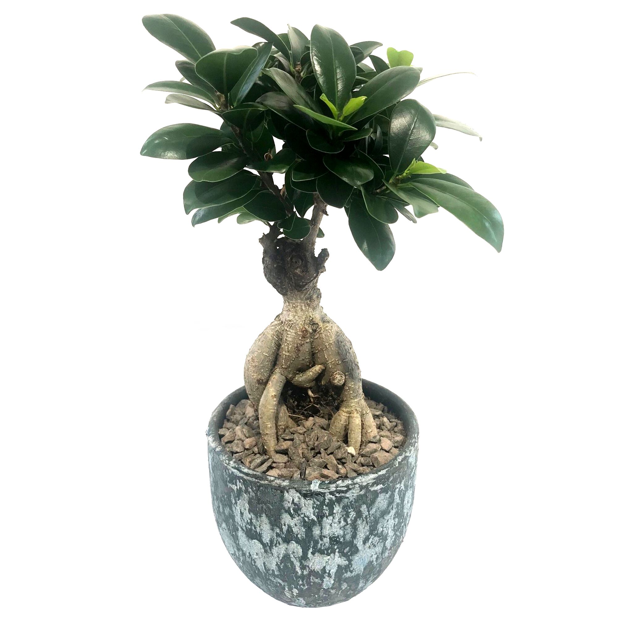 Chinesische Feige Ginseng-Bonsai im grauen Topf