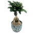 Verkleinertes Bild von Zimmerbonsai Ficus 'Ginseng' in Topf verschiedene Farben 14 cm