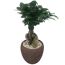 Chinesische Feige Ginseng-Bonsai