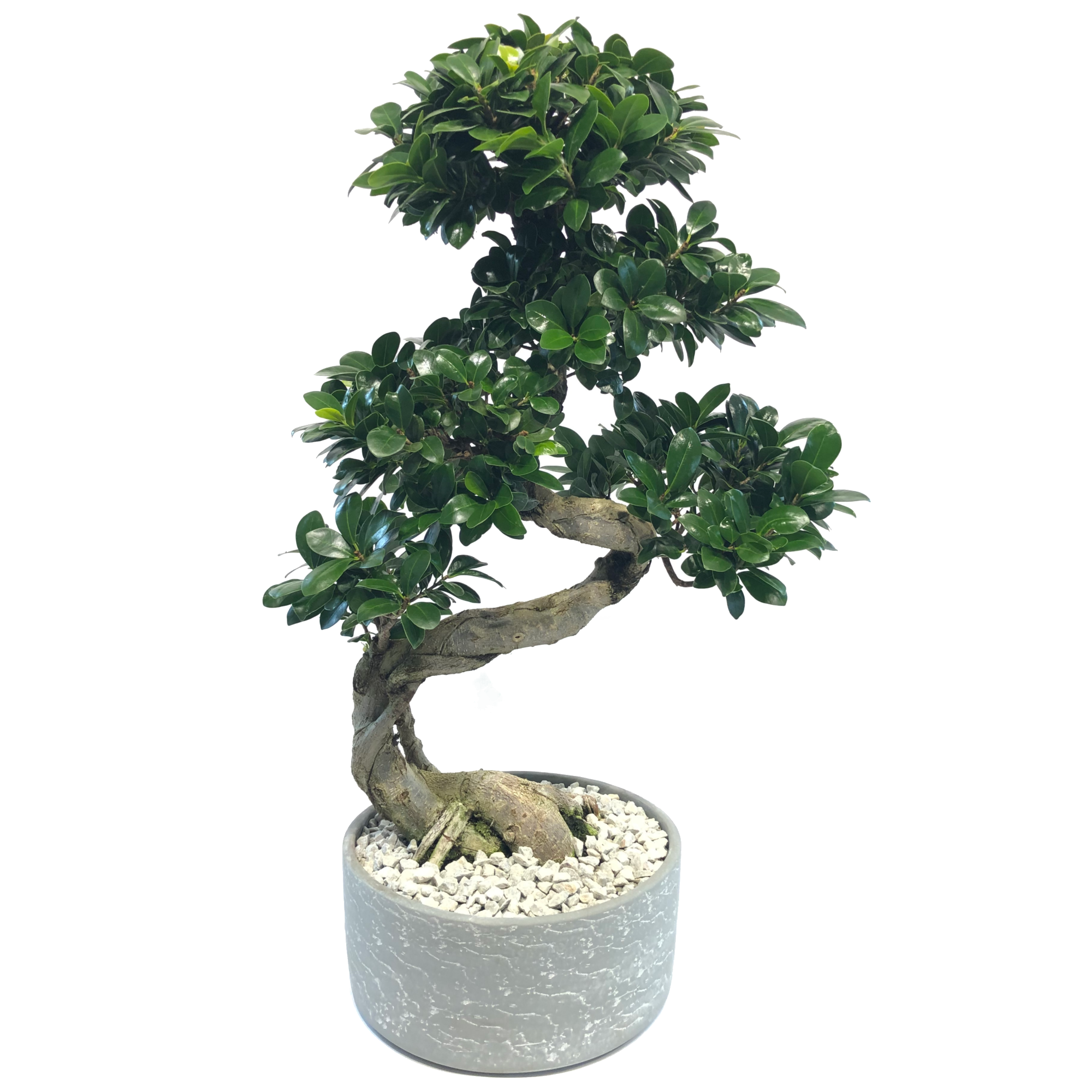 Zimmerbonsai Ficus 'Ginseng' S-Form in Schale grau 24 cm + product picture