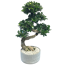 Verkleinertes Bild von Zimmerbonsai Ficus 'Ginseng' S-Form in Schale grau 24 cm