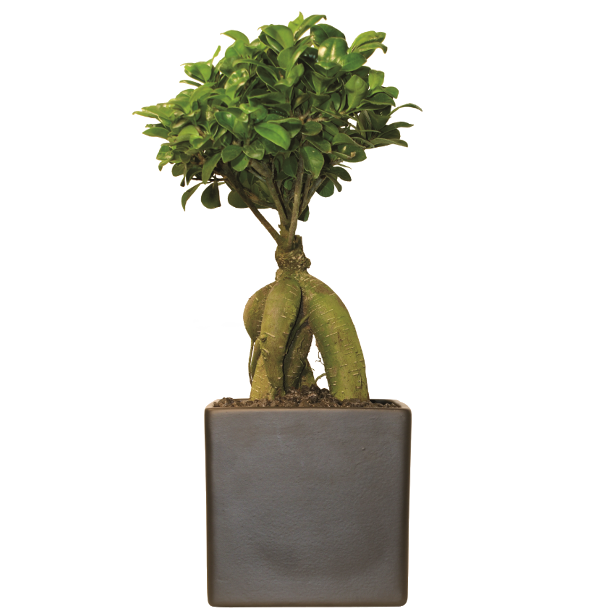 Zimmerbonsai Ficus 'Ginseng' in Keramik schwarz 13 cm + product picture