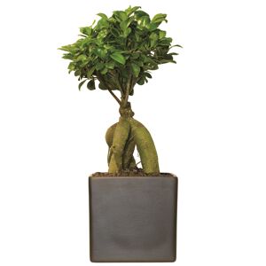 Zimmerbonsai Ficus 'Ginseng' in Keramik schwarz 13 cm