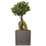 Verkleinertes Bild von Zimmerbonsai Ficus 'Ginseng' in Keramik schwarz 13 cm