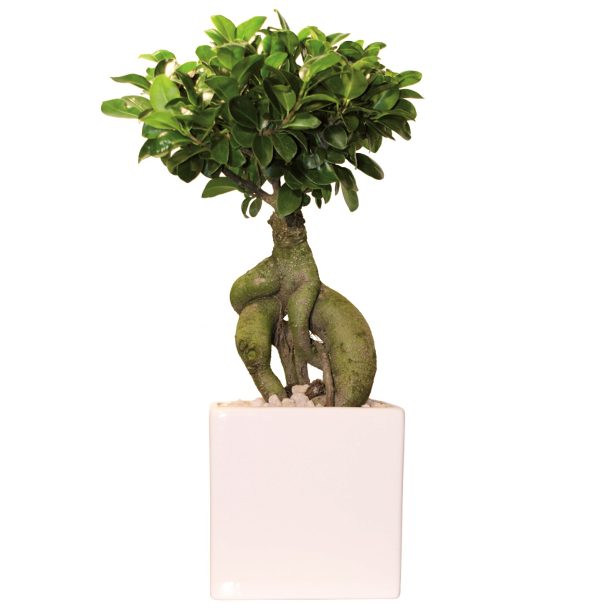 Ficus Ginseng in weißem Keramiktopf
