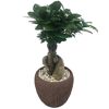 Ficus Microcarpa Ginseng in braunem Topf