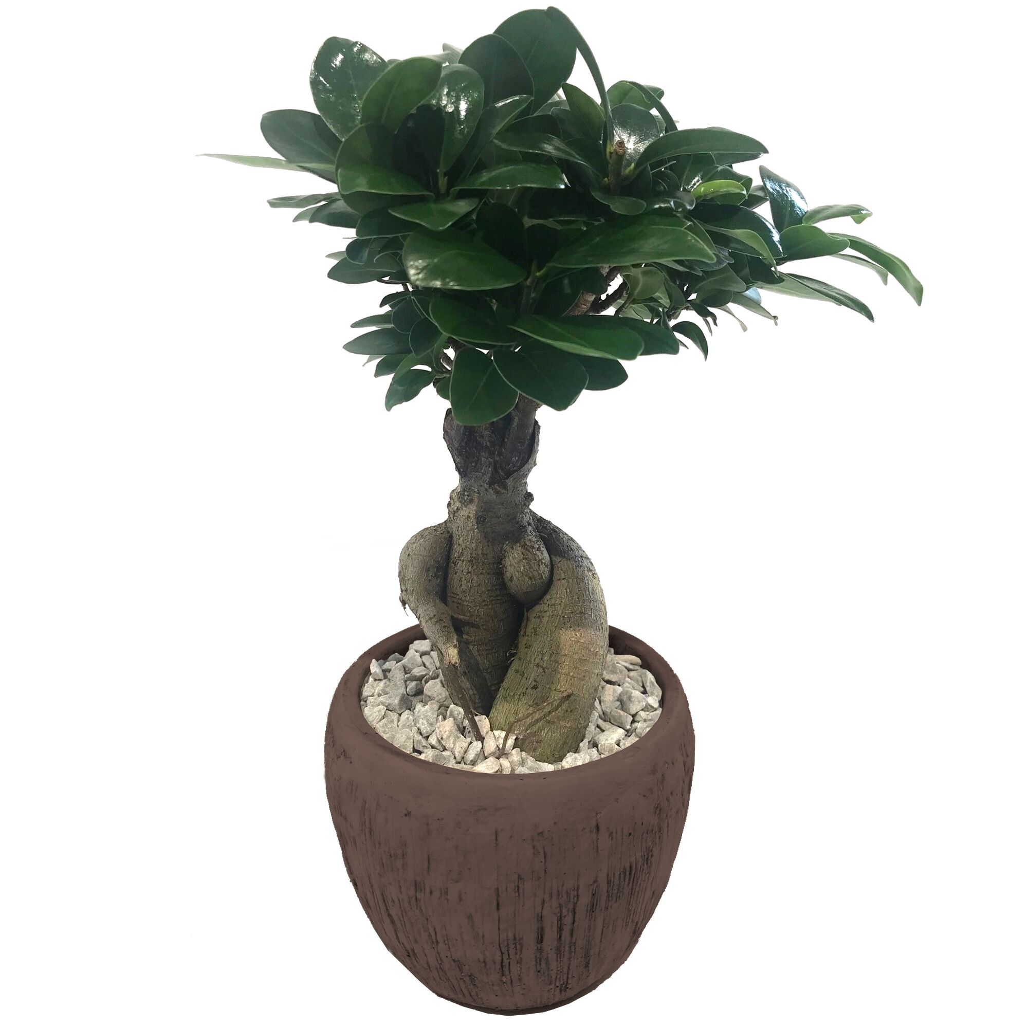 Ficus Microcarpa Ginseng in braunem Topf