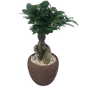 Zimmerbonsai Ficus 'Ginseng' in Topf braun 14 cm
