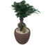 Verkleinertes Bild von Zimmerbonsai Ficus 'Ginseng' in Topf braun 14 cm