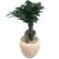 Ficus Microcarpa Ginseng Bonsai in beigem Topf