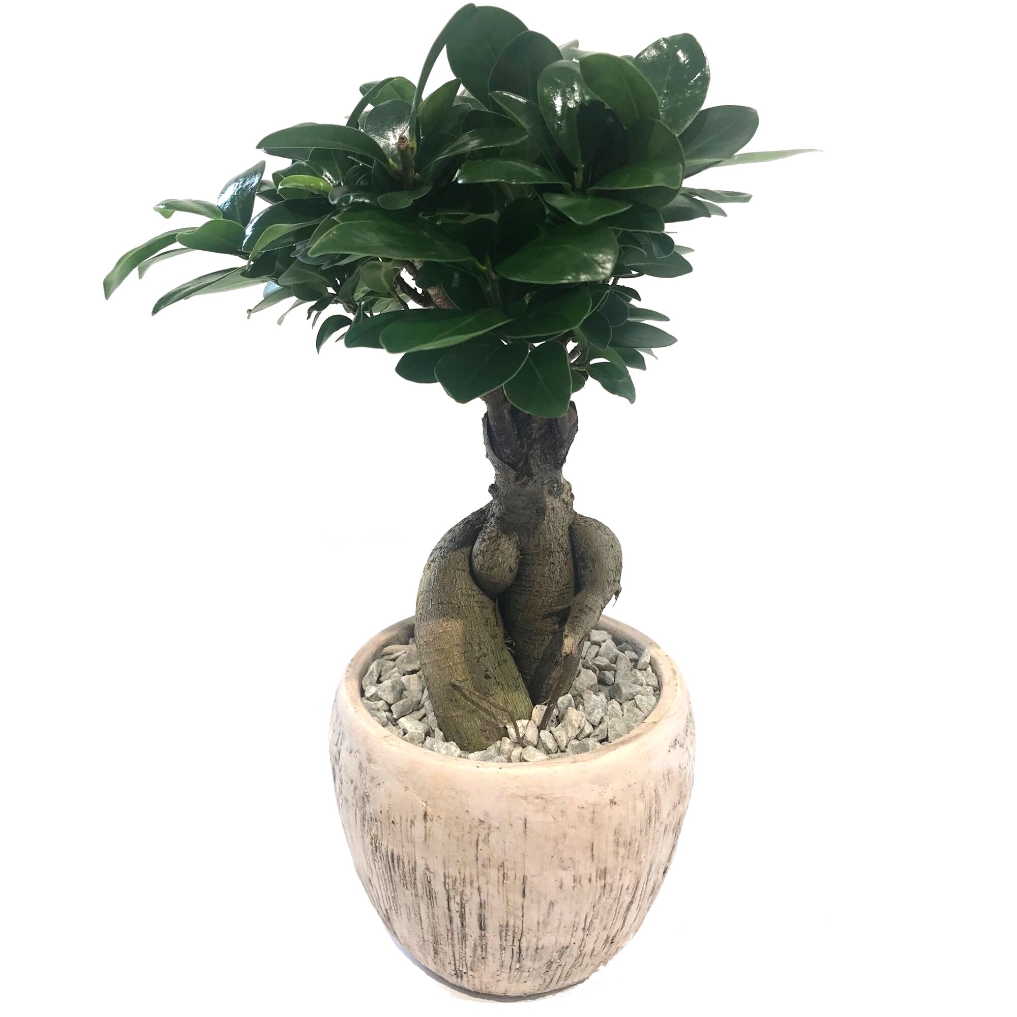 Ficus Microcarpa Ginseng Bonsai in beigem Topf