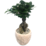 Verkleinertes Bild von Zimmerbonsai Ficus 'Ginseng' in Topf weiß 14 cm
