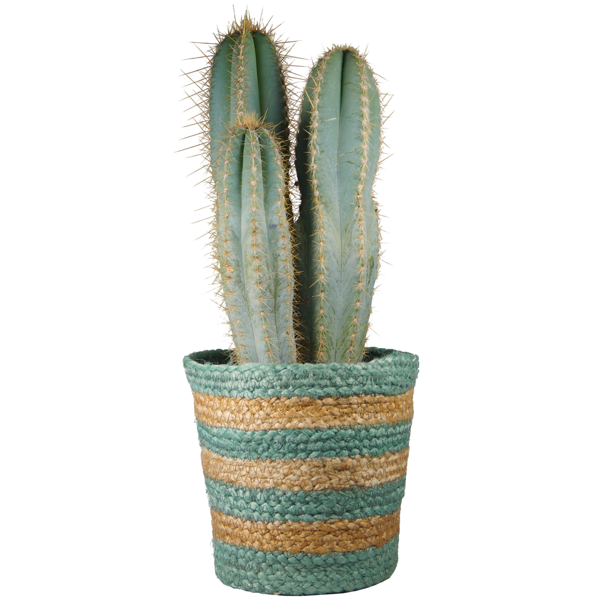 Kaktus im Recycling Jutekorb 16 cm + product picture