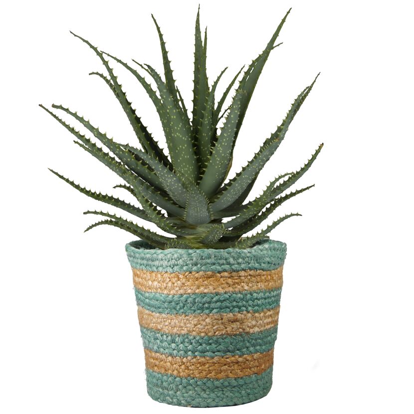 Sukkulentenpflanze in Recycling-Jute-Topf gestreift