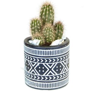 Kaktus in Boho Betongefäß 7 cm
