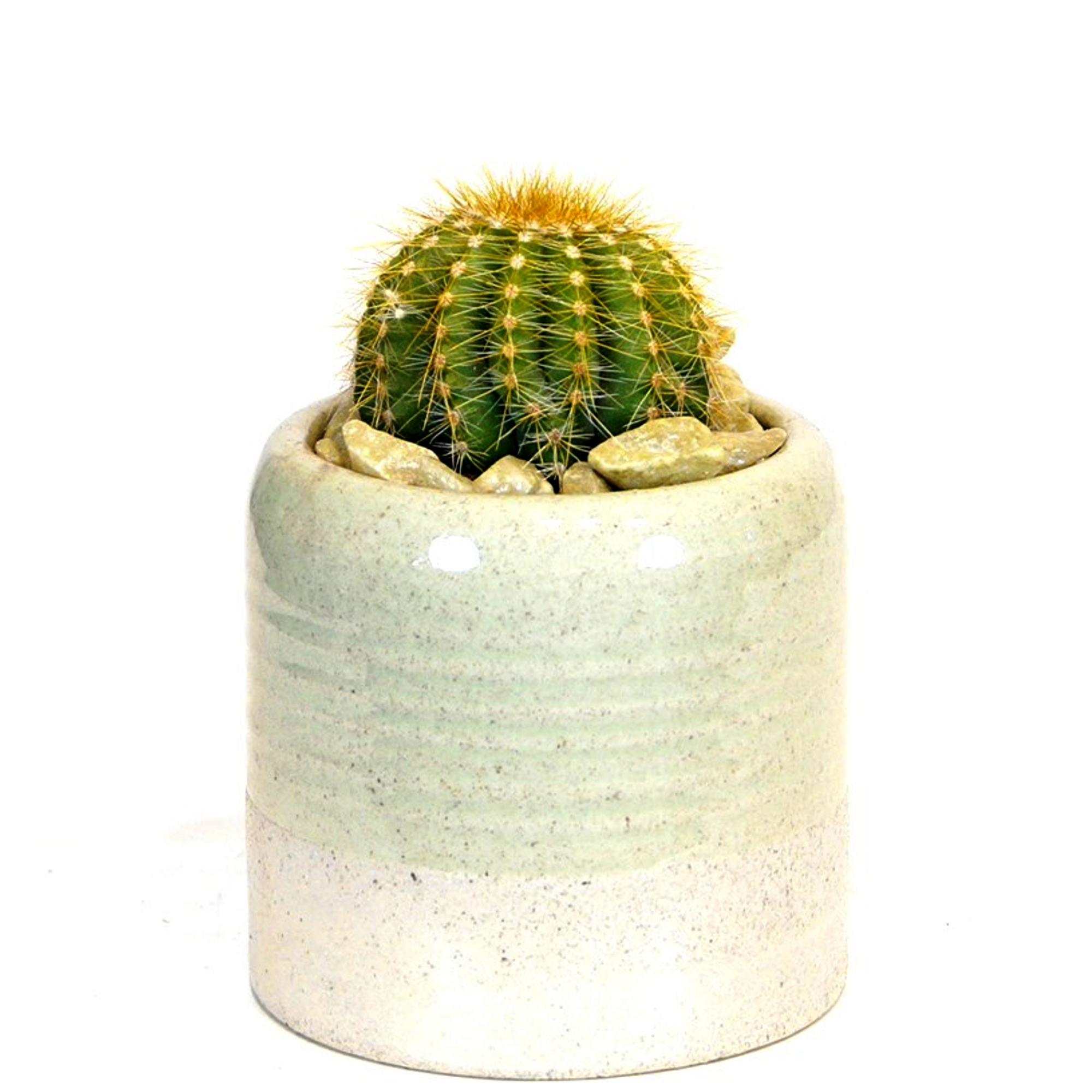 Kaktus in Keramik Greenline 8 cm + product picture