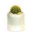 Verkleinertes Bild von Kaktus in Keramik Greenline 8 cm