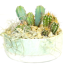 Verkleinertes Bild von Kaktus in Keramikschale Greenline 16 cm