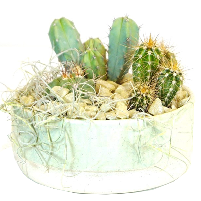 Bild von Kaktus in Keramikschale Greenline 16 cm