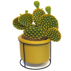 Kaktus in Betongefäß gelb auf Metallgestell 13 cm