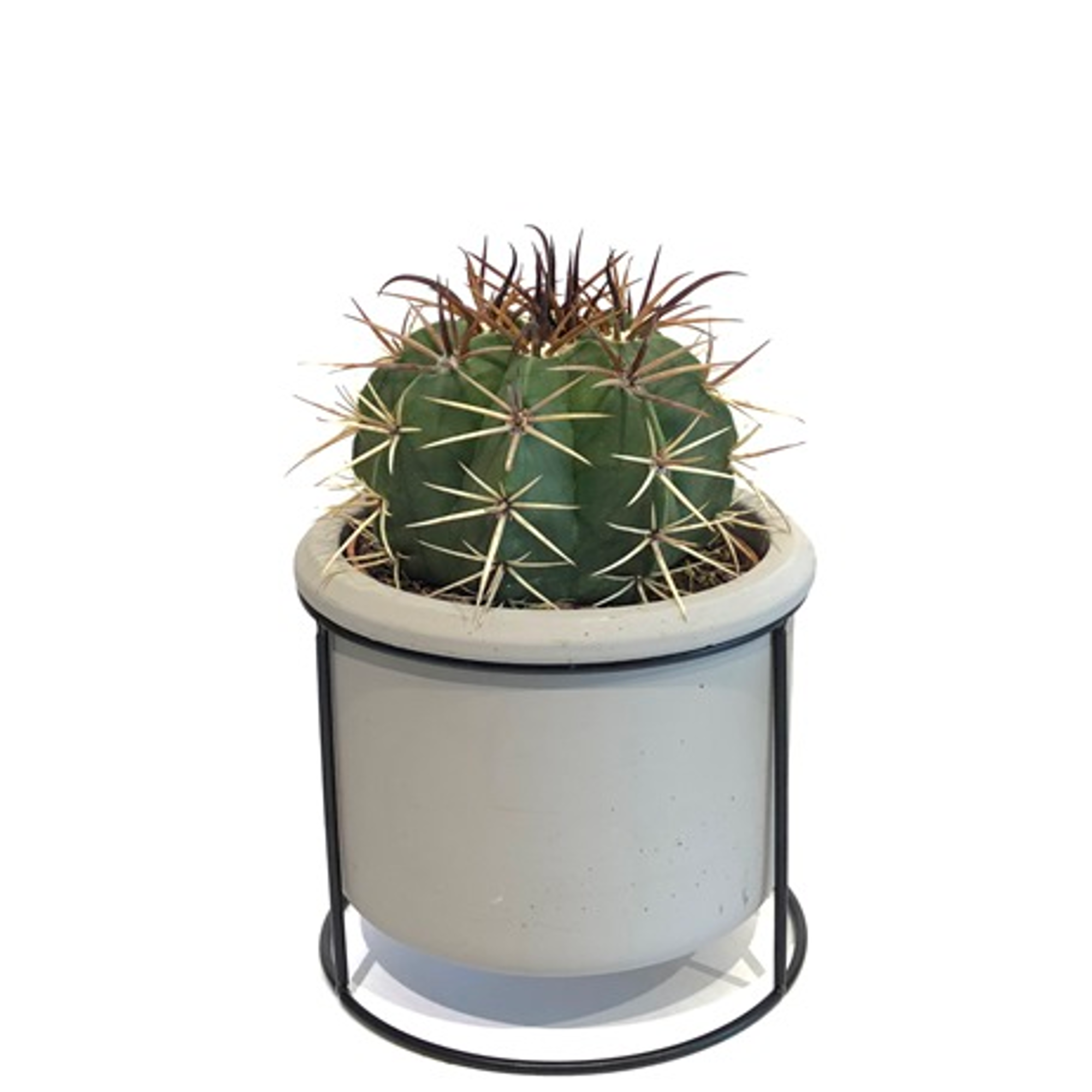 Kaktus in Betongefäß grau auf Metallgestell 13 cm + product picture