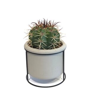 Kaktus in Betongefäß grau auf Metallgestell 13 cm