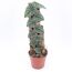 Monstera 'Dubia' am Kletterbrett 14 cm Topf