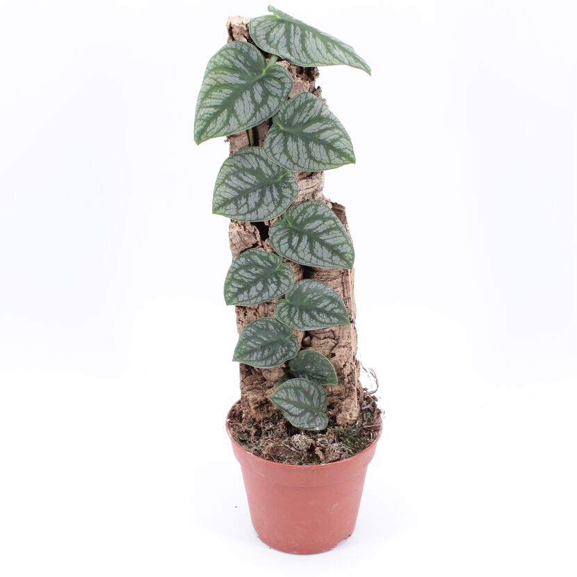 Monstera 'Dubia' am Kletterbrett 14 cm Topf