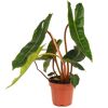 Philodendron Billietiae im Topf