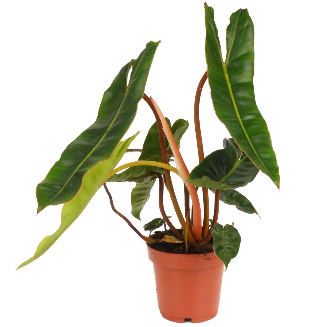 Philodendron Billietiae im Topf