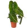 Philodendron Gloriosum im Topf