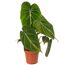 Philodendron Gloriosum im Topf